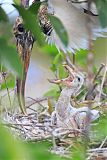 Wood Stork